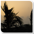 Coconut Tree